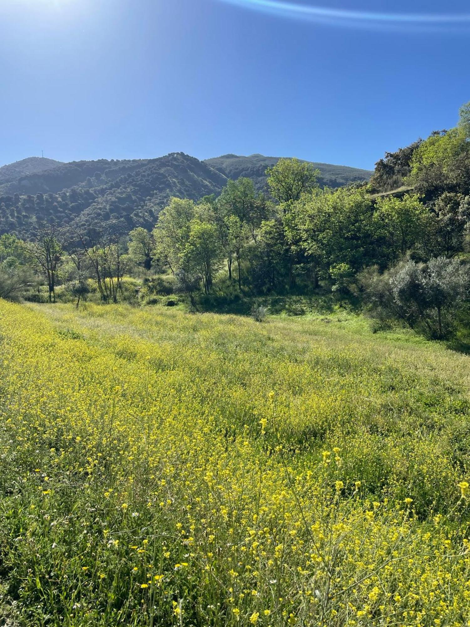 Apartamento Ruta Del Veleta Cenes De La Vega Buitenkant foto
